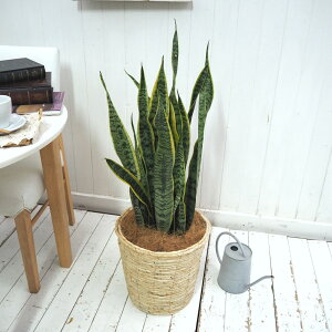 ϗtAuTXxA(L)EoXPbgvy^zz JԒd a  v[g CeAO[ p LO Vzj JXj LO ސEj  t[Mt