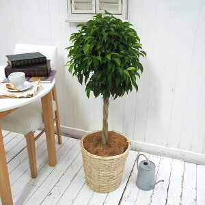 ϗtAuxW~(L)EoXPbgvy^zz JԒd a  v[g CeAO[ p LO Vzj JXj LO ސEj  t[Mt