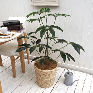 ϗtAucs^TX(L)EoXPbgvy^zz JԒd a  v[g CeAO[ p LO Vzj JXj LO ސEj  t[Mt