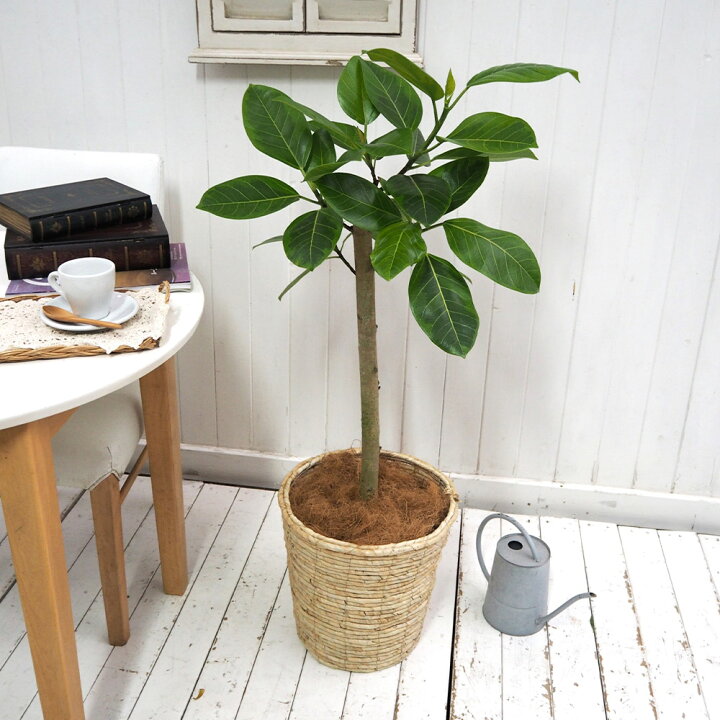 楽天市場】観葉植物「アルテシマゴム(L)・バスケット」【大型配送 