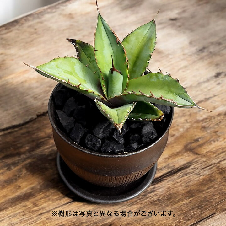 楽天市場】観葉植物 アガベ「チタノタブルー」 日比谷花壇 誕生日 花 