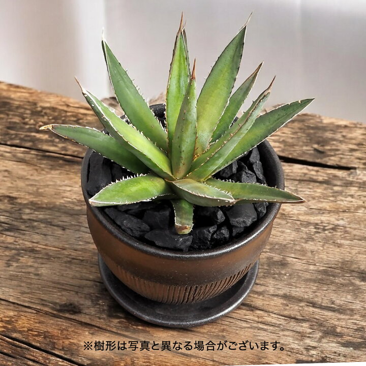 楽天市場】観葉植物 アガベ「ホリダ」 日比谷花壇 誕生日 花 