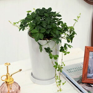 ϗtA VK[oCuW_v JԒd a  v[g CeAO[ p LO Vzj JXj LO ސEj  t[Mtg av