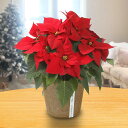 花鉢 ギフト 旬の花鉢 ポインセチア(レッド)5号 日比谷花壇 誕生日 花 プレゼント 記念日 出産祝い 結婚記念日 結婚祝い 退職祝い 新築祝い メッセージカード フラワーギフト 誕生日プレゼント
