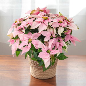 Ԕ Mtg {̉Ԕ vZ`AusNzCgv(5) JԒd a  v[g LO oYj LO j ސEj Vzj bZ[WJ[h t[Mtg a