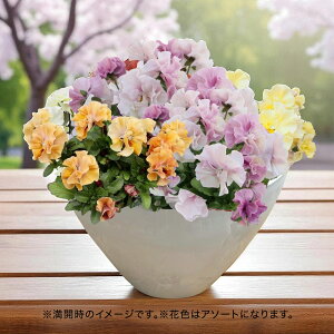 Ԕ Mtg Ԕ t炫pW[ 񂹐A (VGuGF܂MIX) JԒd a  v[g LO oYj LO j ސEj Vzj bZ[WJ[h t