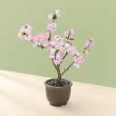 花鉢 ギフト 旬の花鉢 桜鉢 「南殿桜」 日比谷花壇 誕生日 花 プレゼント 記念日 出産祝い 結婚記念日 結婚祝い 退職祝い 新築祝い メッセージカード フラワーギフト 誕生日プレゼント