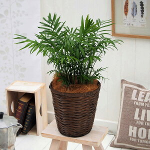 ϗtAue[uVEoXPbgv JԒd a  v[g CeAO[ p LO Vzj JXj LO ސEj  t[Mtg av