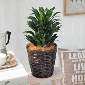 楽天市場 花壇 種類 植物 ドラセナ 幸福の木 花 観葉植物 花 ガーデン Diy の通販
