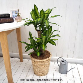 観葉植物「幸福の木(M)・バスケット」 日比谷花壇 誕生日 花 プレゼント インテリアグリーン 自宅用 記念日 新築祝い 開店祝い 結婚記念日 退職祝い 送料無料 フラワーギフト 誕生日プレゼント