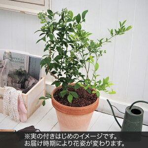 Ԕ Mtg ʎuu[x[2{Av JԒd a  v[g LO oYj LO j ސEj Vzj bZ[WJ[h  t[Mtg av