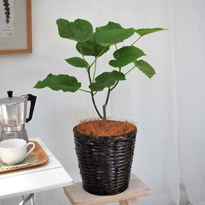 ϗtAuEx[^6oXPbgv JԒd a  v[g CeAO[ p LO Vzj JXj LO ސEj  t[Mtg av