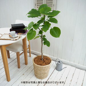 ϗtAuEx[^(L)EoXPbgvy^zz JԒd a  v[g CeAO[ p LO Vzj JXj LO ސEj  t[Mt