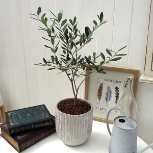 ϗtAuI[uAeB[N|bgv JԒd a  v[g CeAO[ p LO Vzj JXj LO ސEj  t[Mtg av