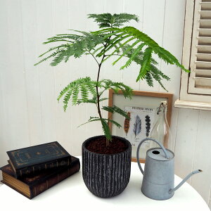 ϗtAuGo[tbV(AeB[N|bg)v JԒd a  v[g CeAO[ p LO Vzj JXj LO ސEj  t[Mtg 