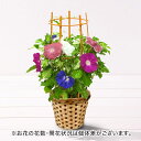花鉢 ギフト 【お届けは7/20まで】旬の花鉢 日本朝顔(4色咲き)6号 日比谷花壇 誕生日 花 プレゼント 記念日 出産祝い 結婚記念日 結婚祝い 退職祝い 新築祝い メッセージカード 送料無料 フラワーギフト 誕生日プレゼント