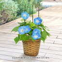 花鉢 ギフト【お届けは7/20まで】 旬の花鉢 西洋朝顔「ヘブンリーブルー」5号 日比谷花壇 誕生日 花 プレゼント 記念日 出産祝い 結婚記念日 結婚祝い 退職祝い 新築祝い メッセージカード 送料無料 フラワーギフト 誕生日プレゼント