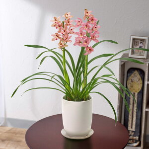 Ԕ Mtg m e[uVrWE(sNn)m Γc JԒd a j j JXj Vzj bZ[WJ[h t[Mtg av[g