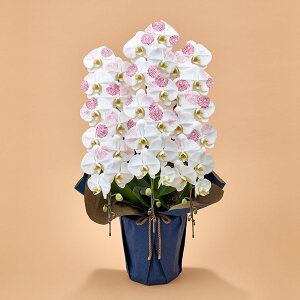 Ԕ Mtg ӒuJԒdfUCi[Yϗ(KIKU)v JԒd a j j JXj Vzj bZ[WJ[h  t[Mtg av[g