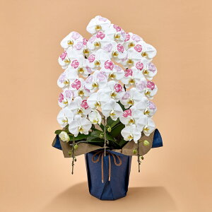 Ԕ Mtg ӒuJԒdfUCi[Yϗ(BLOOM)vy^zz JԒd a j j JXj Vzj bZ[WJ[h  t[Mtg av[