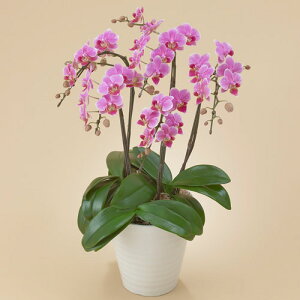 Ԕ Mtg ~fBӒ(sN)5{ JԒd a j j JXj Vzj bZ[WJ[h  t[Mtg av[g