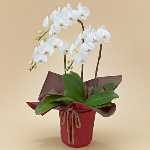 Ԕ Mtg ~fBӒ(zCg)3{ JԒd a j j JXj Vzj bZ[WJ[h  t[Mtg av[g