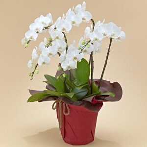 Ԕ Mtg ~fBӒ(zCg)5{ JԒd a j j JXj Vzj bZ[WJ[h  t[Mtg av[g