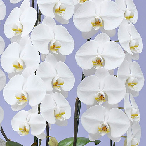 楽天市場 日比谷花壇 お供え花 花 初盆 胡蝶蘭 ホワイト 3本立ち ネット限定 お悔やみ 仏事 法事 命日 一周忌 法要 日比谷花壇