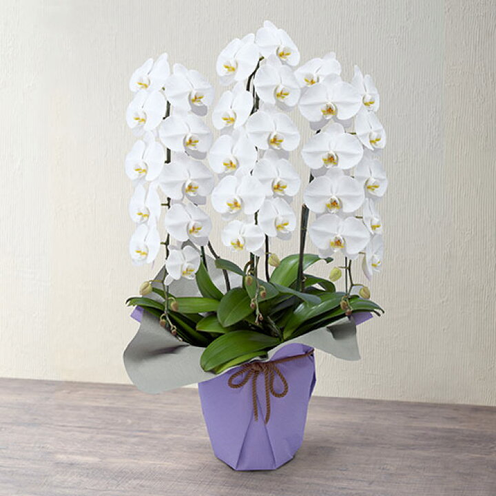 楽天市場 日比谷花壇 お供え花 花 初盆 花鉢 鉢花 ラン鉢 胡蝶蘭 ホワイト 3本立ち ネット限定 お悔やみ 仏事 法事 命日 一周忌 法要 日比谷花壇