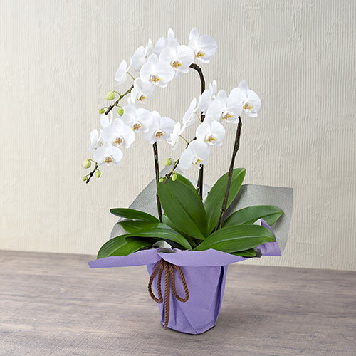 楽天市場 日比谷花壇 お供え花 花 初盆 花鉢 ラン鉢 ミディ胡蝶蘭 ホワイト 3本立ち ネット限定 お悔やみ 仏事 法事 命日 一周忌 法要 日比谷花壇