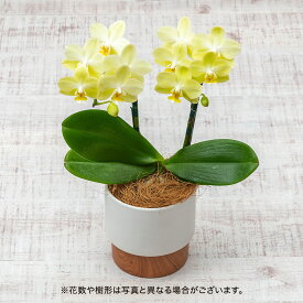 花鉢 ギフト ミディ胡蝶蘭 (イエロー系 2本立ち) 日比谷花壇 誕生日 お祝い 結婚祝い 開店祝い 新築祝い メッセージカード 送料無料 フラワーギフト 誕生日プレゼント
