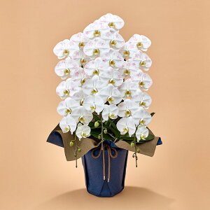 Ԕ Mtg ӒuJԒdfUCi[Yϗ(SAKURA)v JԒd a j j JXj Vzj bZ[WJ[h  t[Mtg av[g