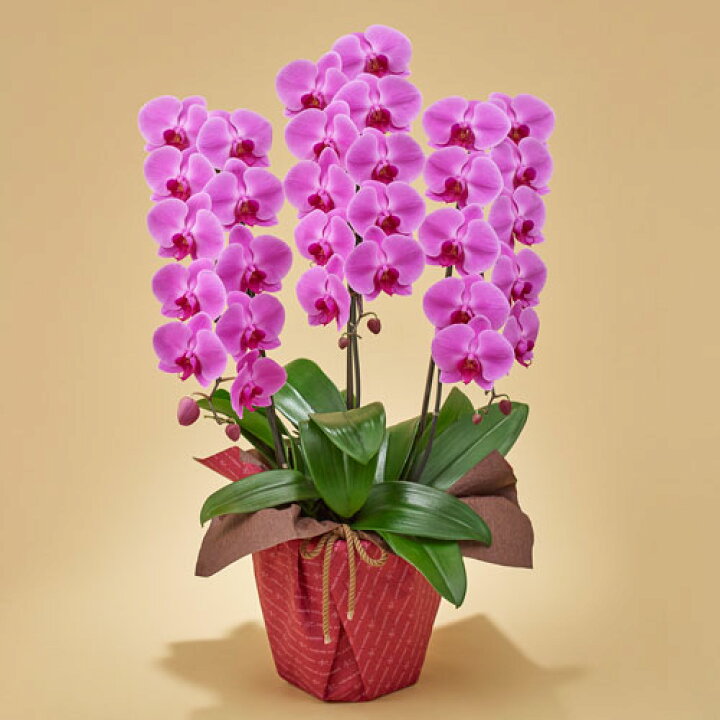 楽天市場 日比谷花壇 誕生日 花 プレゼント ラン鉢 胡蝶蘭 ピンク 3本立ち お祝い 花鉢 鉢花 フラワー ギフト 出産祝い 結婚祝い 開店祝い 新築祝い 日比谷花壇