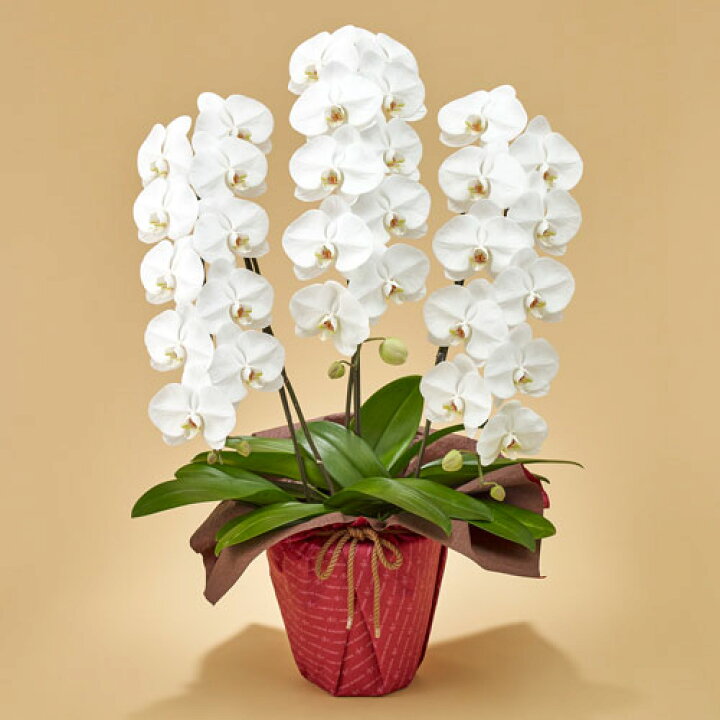 大放出セール 誕生日 花 プレゼント 花鉢 ラン鉢 胡蝶蘭 赤リップ 3本立ち お祝い 開店祝い 鉢花 Riosmauricio Com