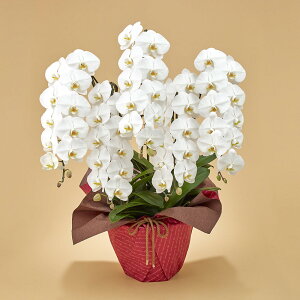 Ԕ Mtg uӒ(zCg)5{vy^zz JԒd a j j JXj Vzj bZ[WJ[h  t[Mtg av[g