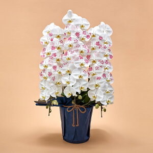 Ԕ Mtg ӒuJԒdfUCi[Yϗ(AKI)v JԒd a j j JXj Vzj bZ[WJ[h  t[Mtg av[g