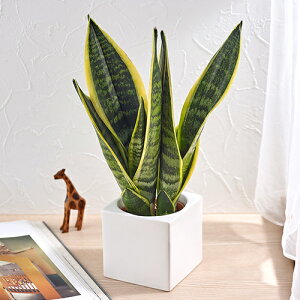 ꂩ񂽂ϗtAuTXxAEtc[(XNGAzCg)v JԒd a  v[g CeAO[ p LO Vzj JXj LO ސEj t