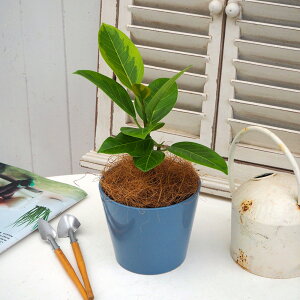 ϗtAuAeV}S(S)v JԒd a  v[g CeAO[ p LO Vzj JXj LO ސEj t[Mtg av[g