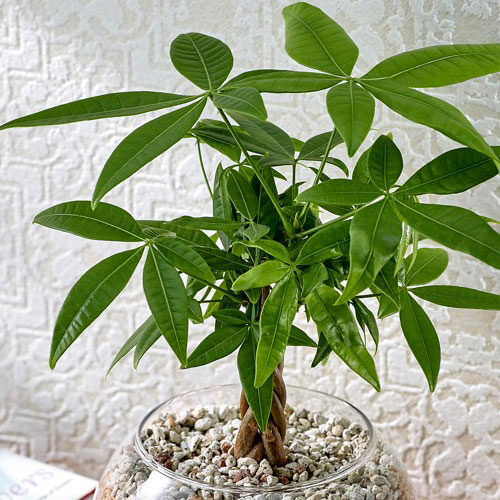 楽天市場 日比谷花壇 環境にやさしいエコスギ観葉植物 編み込みパキラ おしゃれ インテリア 日比谷花壇 楽天市場 日比谷花壇 環境にやさしいエコスギ観葉植物 編み込みパキラ おしゃれ インテリア 日比谷花壇