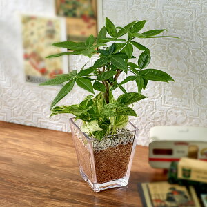 観葉植物 ポトス 寄せ植えの人気商品 通販 価格比較 価格 Com