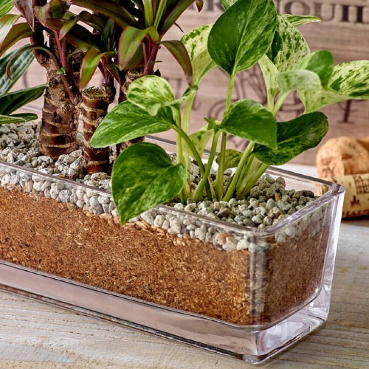 楽天市場 誕生日 花 プレゼント 環境にやさしいエコスギ観葉植物 ポトス コルジリネ ペペロミア寄せ植え おしゃれ インテリア 日比谷花壇
