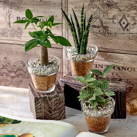 楽天市場 観葉植物 種類 植物 パキラ 花 観葉植物 花 ガーデン Diy の通販