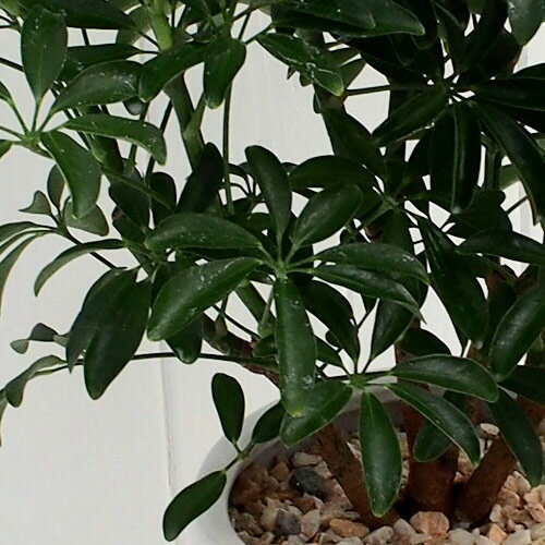 楽天市場 日比谷花壇 観葉植物 カポックコンパクタ ホワイトポット おしゃれ インテリア 日比谷花壇