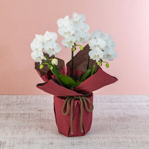 Ԕ Mtg ~fBӒ3{urbNbvv JԒd a j j JXj Vzj bZ[WJ[h  t[Mtg av[g