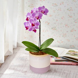 花鉢 ギフト 「お手入れかんたんミディ胡蝶蘭(ピンク・S)」 日比谷花壇 誕生日 お祝い 結婚祝い 開店祝い 新築祝い メッセージカード フラワーギフト 誕生日プレゼント