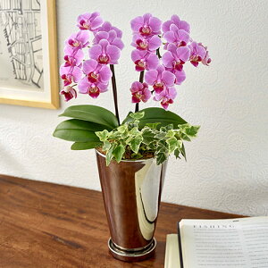 Ԕ Mtg ~fBӒ ϗt 2{uv JԒd a j j JXj Vzj bZ[WJ[h  t[Mtg av[g