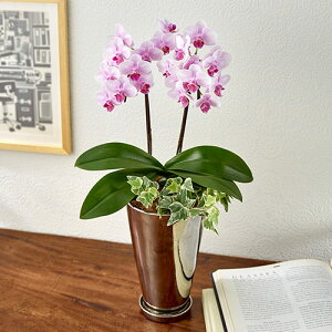 Ԕ Mtg ~fBӒϗt2{uv JԒd a j j JXj Vzj bZ[WJ[h  t[Mtg av[g