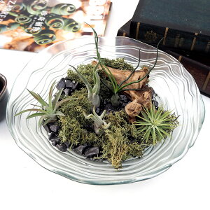 ϗtAuGA[vc oVAKXLbgv JԒd a  v[g CeAO[ p LO Vzj JXj LO ސEj  t[Mt