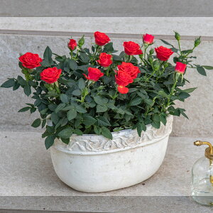 Ԕ Mtg o Zg[Yu~jo(bh)eRb^K[fv JԒd a  v[g LO oYj LO j ސEj Vzj bZ[WJ[h 