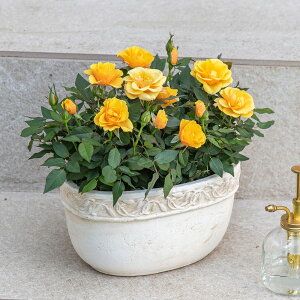 Ԕ Mtg o Zg[Yu~jo(CG[)eRb^K[fv JԒd a  v[g LO oYj LO j ސEj Vzj bZ[WJ[h